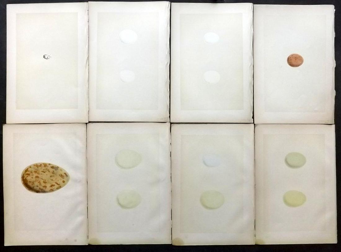 Morris, Francis 1870 Lot of 8 Bird Egg Prints: Woodblocks Published 1870, London for "A Natural History of the Nests and Eggs of British Birds" By the Rev. F. O. Morris, printed Benjamin Fawcett. Printed in colours and finished by hand. With accom