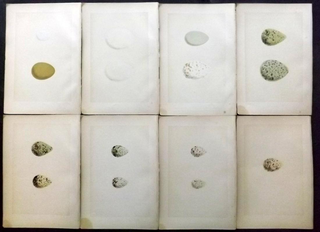 Morris, Francis 1870 Lot of 8 Bird Egg Prints: Woodblocks Published 1870, London for "A Natural History of the Nests and Eggs of British Birds" By the Rev. F. O. Morris, printed Benjamin Fawcett. Printed in colours and finished by hand. With accom