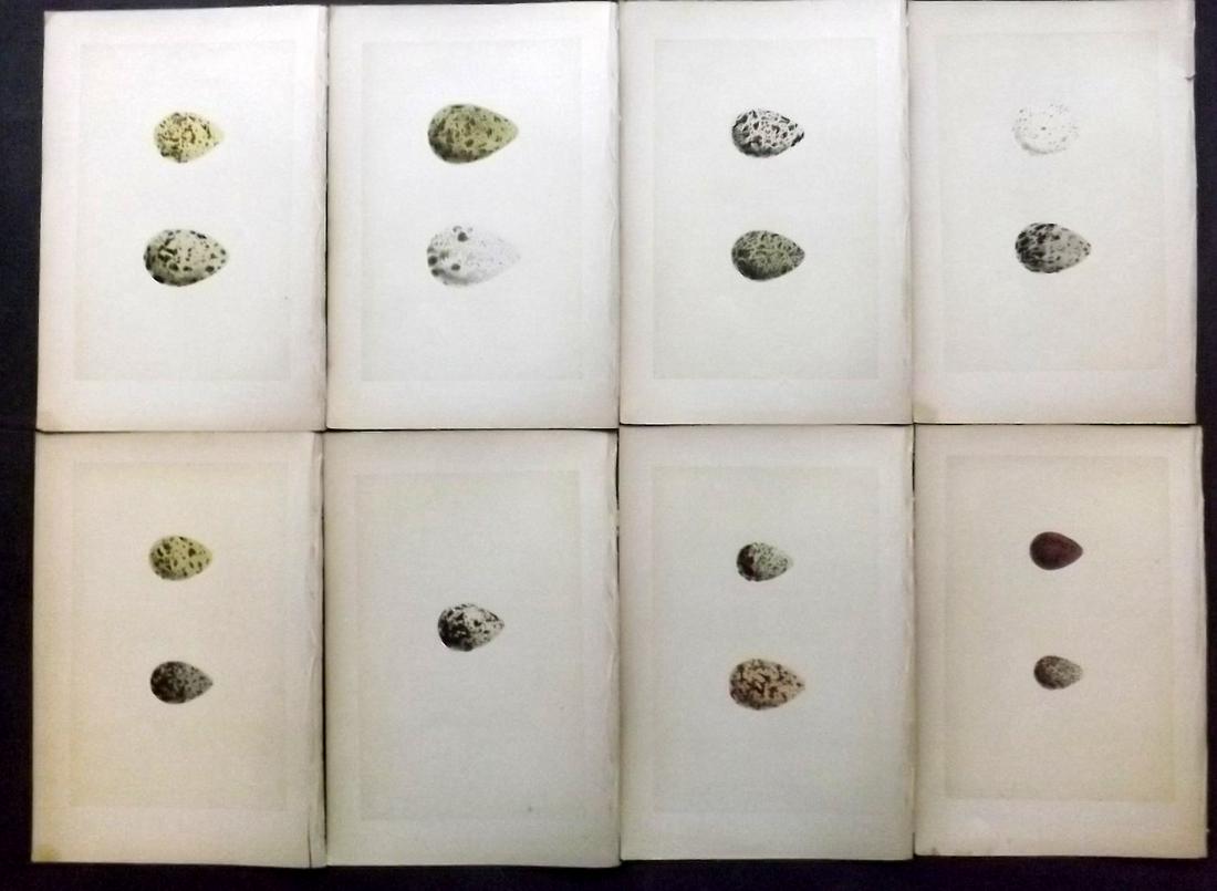 Morris, Francis 1870 Lot of 8 Bird Egg Prints: Woodblocks Published 1870, London for "A Natural History of the Nests and Eggs of British Birds" By the Rev. F. O. Morris, printed Benjamin Fawcett. Printed in colours and finished by hand. With accom