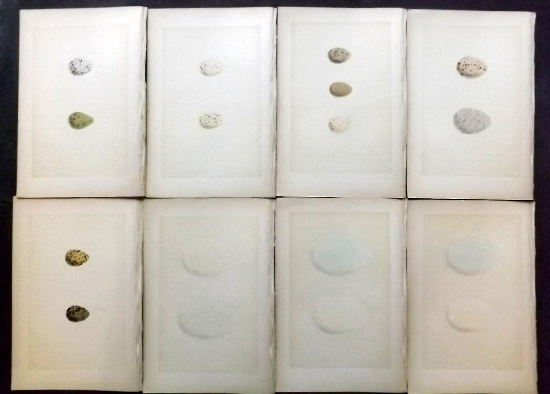 Morris, Francis 1870 Lot of 8 Bird Egg Prints: Woodblocks Published 1870, London for "A Natural History of the Nests and Eggs of British Birds" By the Rev. F. O. Morris, printed Benjamin Fawcett. Printed in colours and finished by hand. With accom