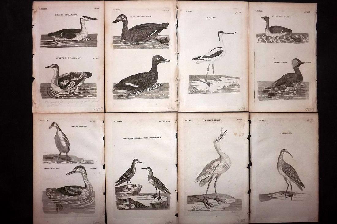 Pennant, Thomas 1776 Lot of 8 Antique Bird Prints: Copper Plates Published 1776-77, London for "British Zoology" by Thomas Pennant. Paper Size: 8 x 5 inch (20 x 13.5cm) A couple with minor toning, otherwise good condition