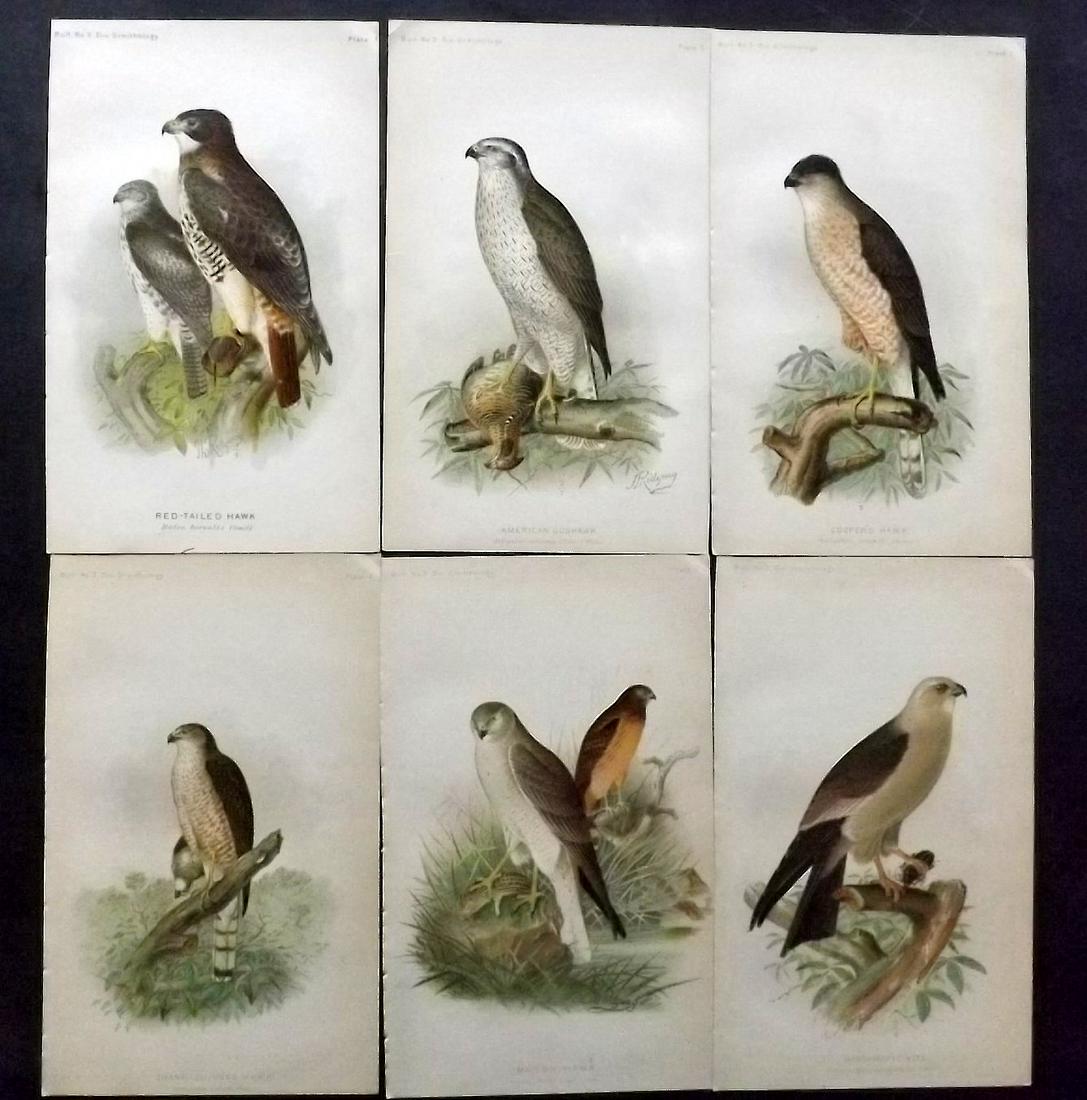 Ridgway, John 1893 Lot of 6 USA Birds of Prey Prints: Chromolithogaph Published 1893 by the U. S. Department of Agriculture, Washington for "The Hawks and Owls of the United States" by C. Hart Merriam and A. K. Fisher. Illustrated by John L. Ridgway. Pap