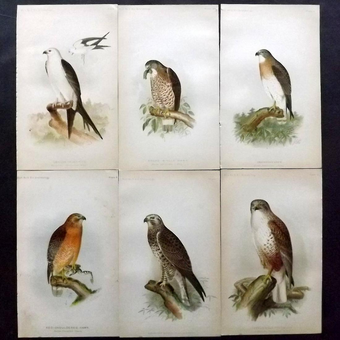 Ridgway, John 1893 Lot of 6 USA Birds of Prey Prints: Chromolithogaph Published 1893 by the U. S. Department of Agriculture, Washington for "The Hawks and Owls of the United States" by C. Hart Merriam and A. K. Fisher. Illustrated by John L. Ridgway. Pap