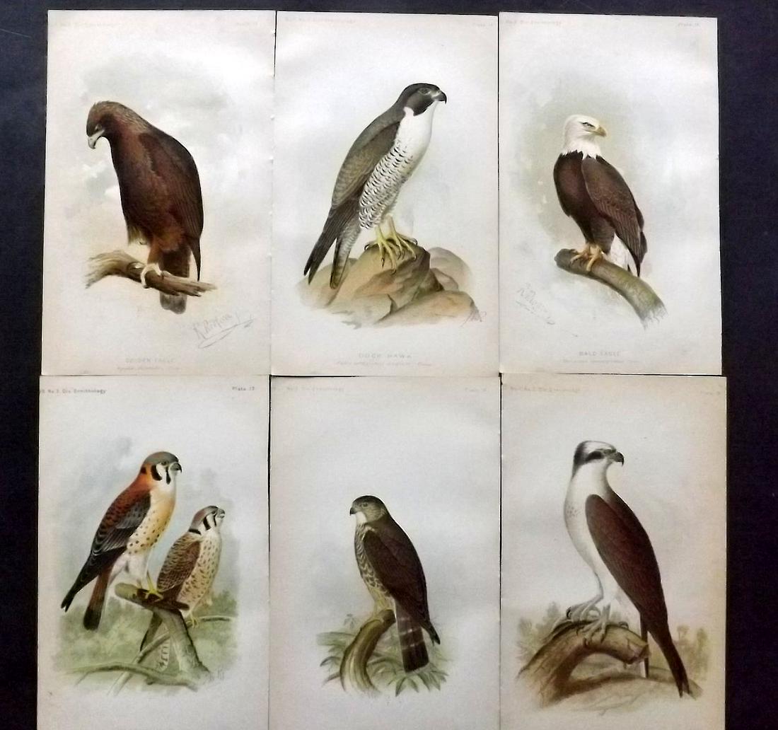 Ridgway, John 1893 Lot of 6 USA Birds of Prey Prints: Chromolithogaph Published 1893 by the U. S. Department of Agriculture, Washington for "The Hawks and Owls of the United States" by C. Hart Merriam and A. K. Fisher. Illustrated by John L. Ridgway. Pap