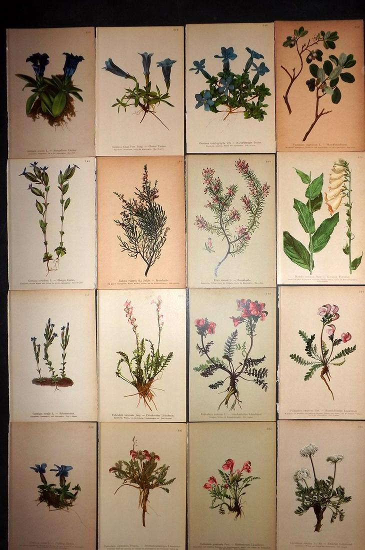 Hartinger, Anton 1897 Lot of 16 Botanical Prints: Chromolithographs Published 1897, Vienna for "Atlas der Alpenflora" by Anton Hartinger. Paper Size: 7.5 x 5 inch (19 x 13cm) Good Condition
