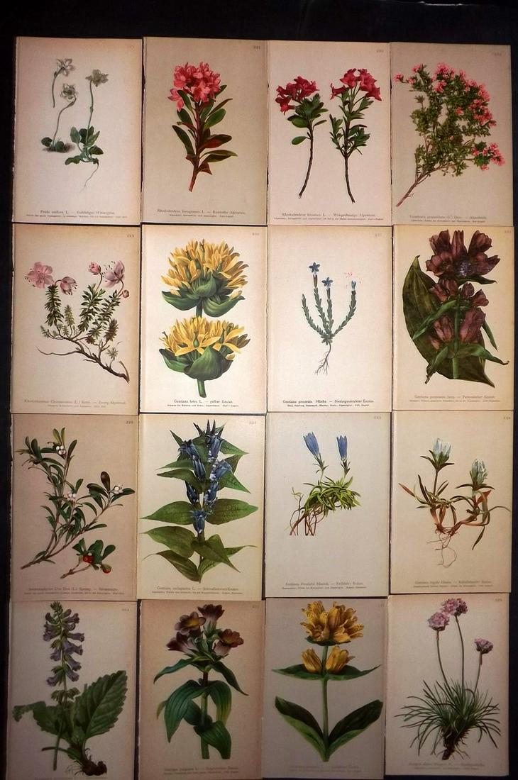 Hartinger, Anton 1897 Lot of 16 Botanical Prints: Chromolithographs Published 1897, Vienna for "Atlas der Alpenflora" by Anton Hartinger. Paper Size: 7.5 x 5 inch (19 x 13cm) Good Condition