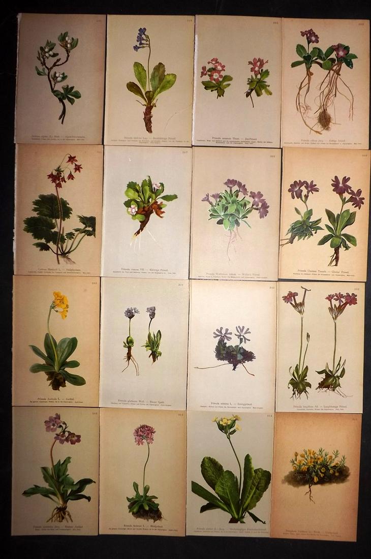 Hartinger, Anton 1897 Lot of 16 Botanical Prints: Chromolithographs Published 1897, Vienna for "Atlas der Alpenflora" by Anton Hartinger. Paper Size: 7.5 x 5 inch (19 x 13cm) Good Condition