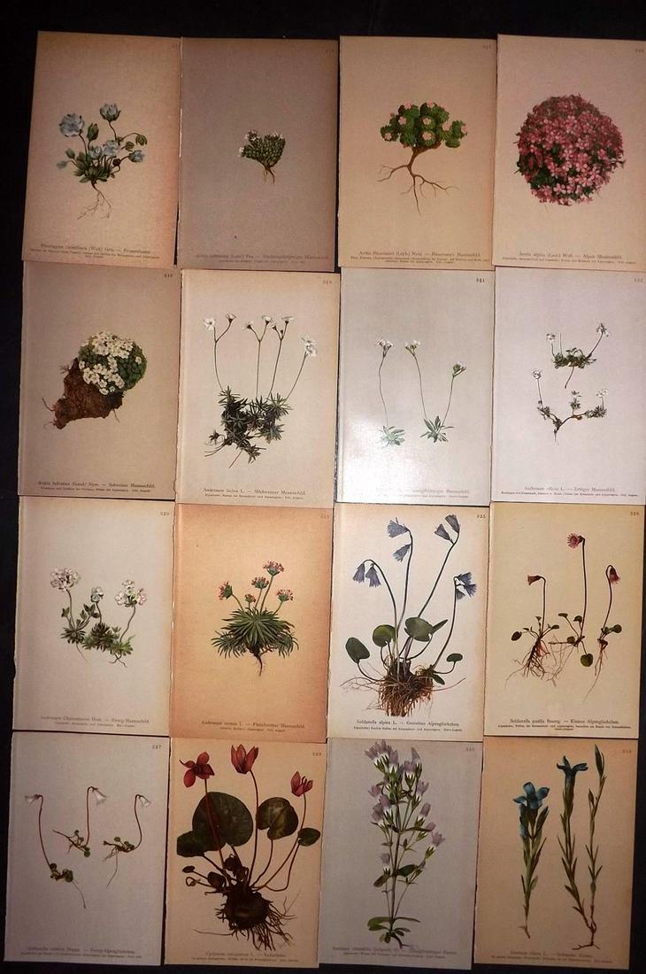 Hartinger, Anton 1897 Lot of 16 Botanical Prints: Chromolithographs Published 1897, Vienna for "Atlas der Alpenflora" by Anton Hartinger. Paper Size: 7.5 x 5 inch (19 x 13cm) Good Condition