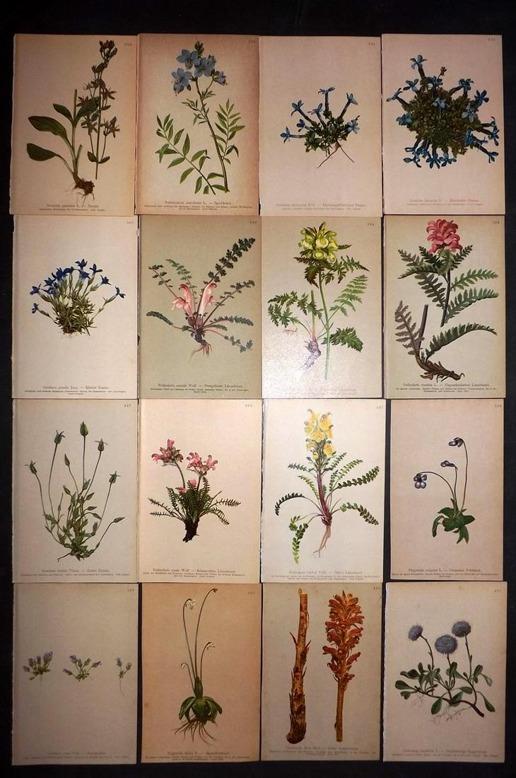 Hartinger, Anton 1897 Lot of 16 Botanical Prints: Chromolithographs Published 1897, Vienna for "Atlas der Alpenflora" by Anton Hartinger. Paper Size: 7.5 x 5 inch (19 x 13cm) Good Condition