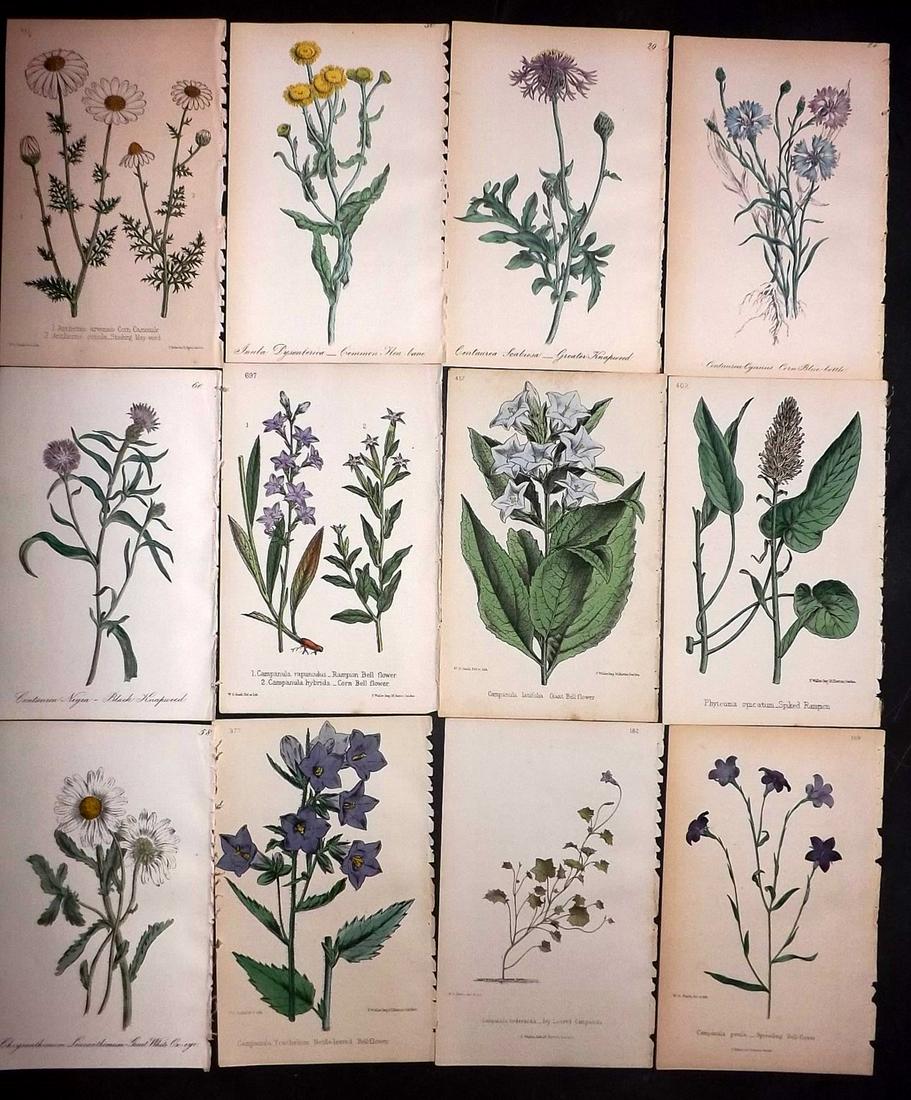 Hogg & Johnson C1870 Lot of 12 HCol Botanical Prints: Hand Coloured Lithographs Published 1863-1880, London for "The Wild Flowers of Great Britain" by Robert Hogg & George W. Johnson. Paper Size: 9 x 5.5 inch (23 x 14cm) Good Condition