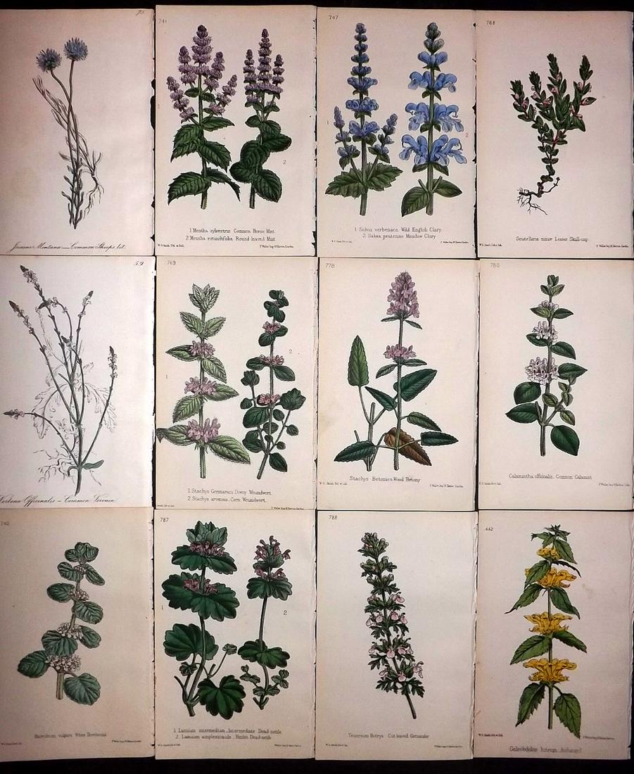 Hogg & Johnson C1870 Lot of 12 HCol Botanical Prints: Hand Coloured Lithographs Published 1863-1880, London for "The Wild Flowers of Great Britain" by Robert Hogg & George W. Johnson. Paper Size: 9 x 5.5 inch (23 x 14cm) Good Condition