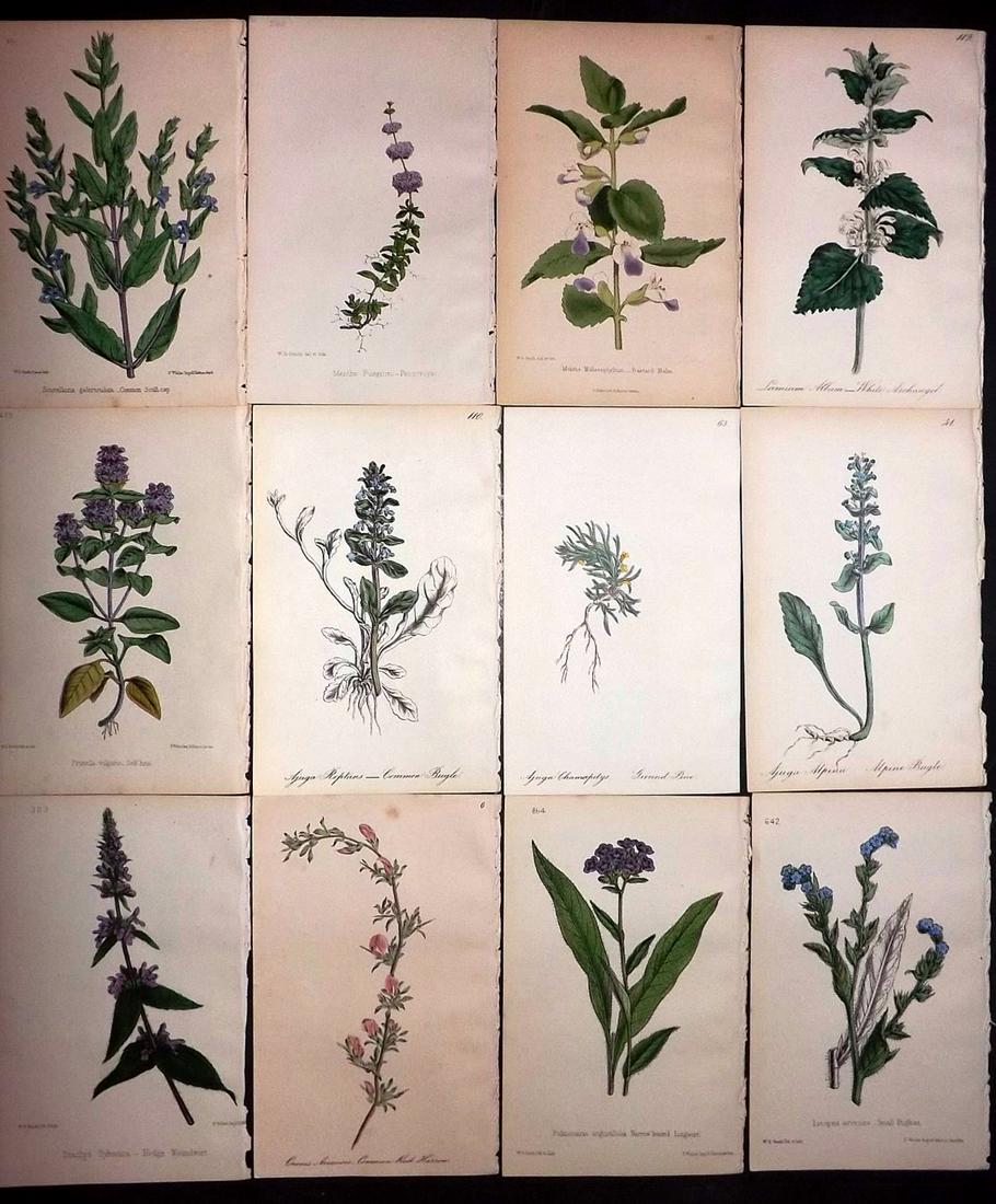 Hogg & Johnson C1870 Lot of 12 HCol Botanical Prints: Hand Coloured Lithographs Published 1863-1880, London for "The Wild Flowers of Great Britain" by Robert Hogg & George W. Johnson. Paper Size: 9 x 5.5 inch (23 x 14cm) Good Condition