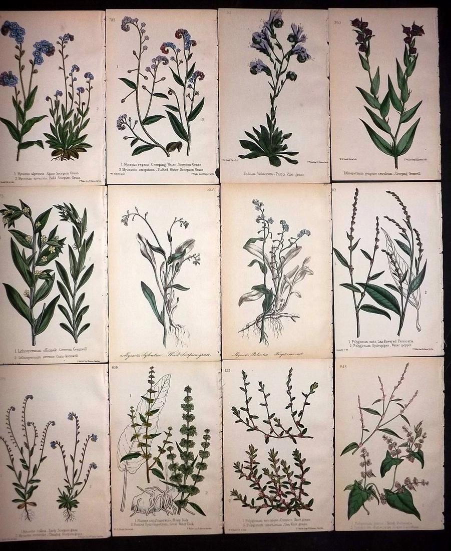 Hogg & Johnson C1870 Lot of 12 HCol Botanical Prints: Hand Coloured Lithographs Published 1863-1880, London for "The Wild Flowers of Great Britain" by Robert Hogg & George W. Johnson. Paper Size: 9 x 5.5 inch (23 x 14cm) Good Condition