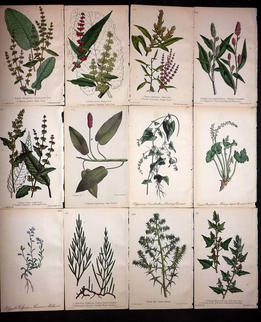 Hogg & Johnson C1870 Lot of 12 HCol Botanical Prints: Hand Coloured Lithographs Published 1863-1880, London for "The Wild Flowers of Great Britain" by Robert Hogg & George W. Johnson. Paper Size: 9 x 5.5 inch (23 x 14cm) Good Condition