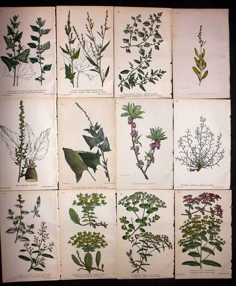 Hogg & Johnson C1870 Lot of 12 HCol Botanical Prints: Hand Coloured Lithographs Published 1863-1880, London for "The Wild Flowers of Great Britain" by Robert Hogg & George W. Johnson. Paper Size: 9 x 5.5 inch (23 x 14cm) Good Condition