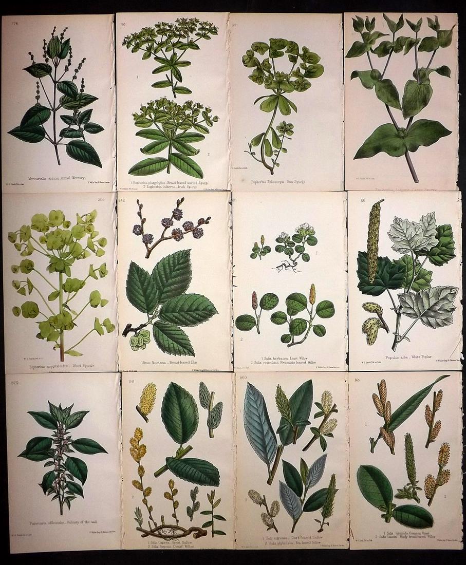 Hogg & Johnson C1870 Lot of 12 HCol Botanical Prints: Hand Coloured Lithographs Published 1863-1880, London for "The Wild Flowers of Great Britain" by Robert Hogg & George W. Johnson. Paper Size: 9 x 5.5 inch (23 x 14cm) Good Condition