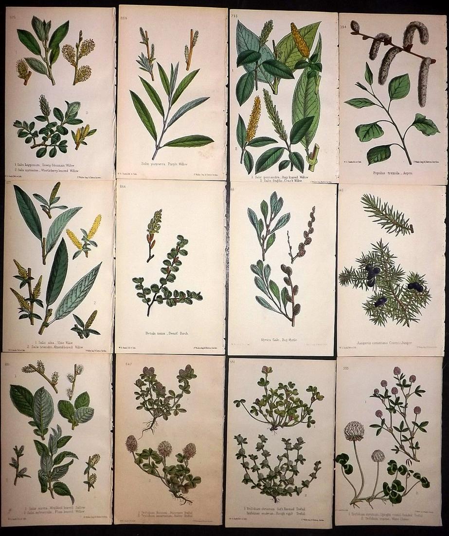 Hogg & Johnson C1870 Lot of 12 HCol Botanical Prints: Hand Coloured Lithographs Published 1863-1880, London for "The Wild Flowers of Great Britain" by Robert Hogg & George W. Johnson. Paper Size: 9 x 5.5 inch (23 x 14cm) Good Condition