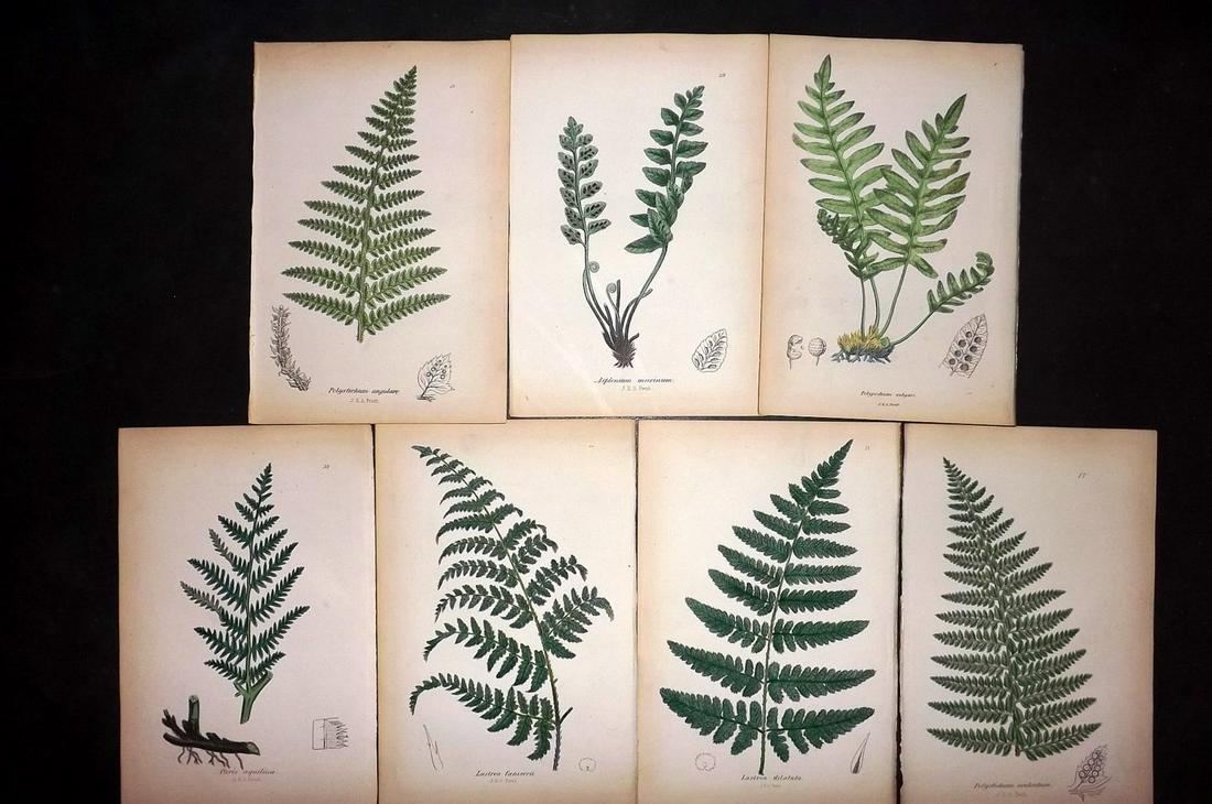 Johnson, Charles 1859 Lot of 7 Hand Col Fern Prints (1 of 2)
