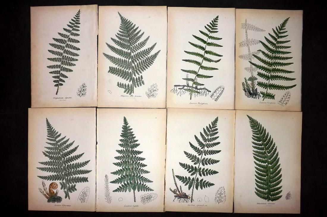 Johnson, Charles 1859 Lot of 8 Hand Col Fern Prints: Hand Coloured Lithographs Published 1859, London for "The Ferns of Great Britain" by Charles Johnson. Illustrated by John E. Sowerby. Paper Size: 9 x 6 inch (23 x 15cm) Good Condition