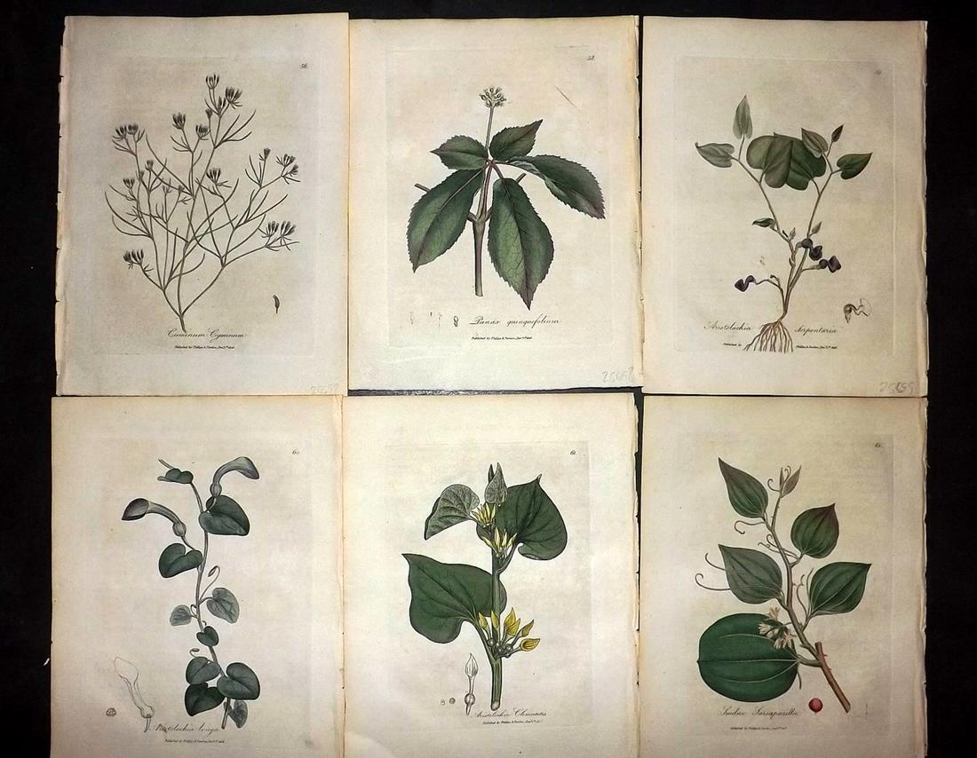 Woodville, William 1810 Lot of 6 HCol Botanical Prints: Hand Coloured Etchings Published 1810, London for "Medical Botany" by William Woodville. Paper Size: 9 x 7 inch (23 x 18cm) Minor browning/toning, otherwise Good Condition