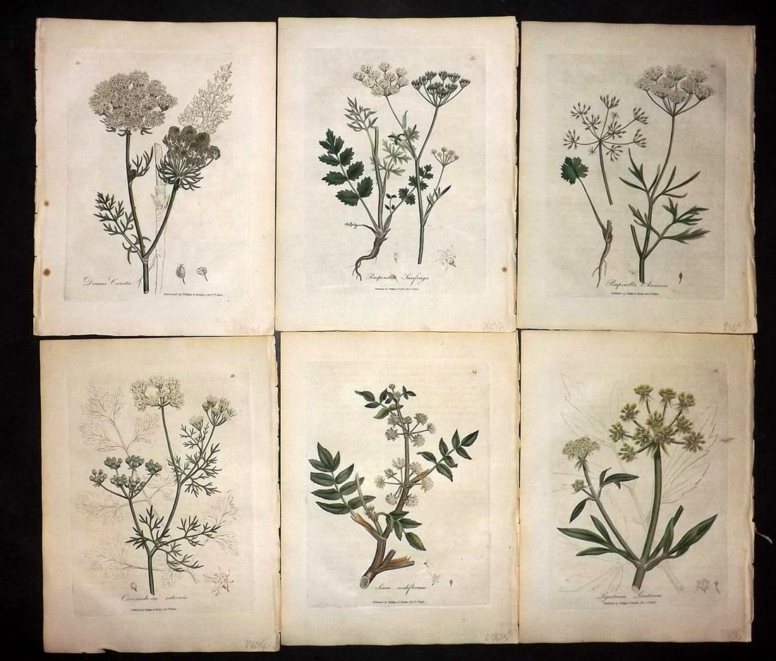 Woodville, William 1810 Lot of 6 HCol Botanical Prints: Hand Coloured Etchings Published 1810, London for "Medical Botany" by William Woodville. Paper Size: 9 x 7 inch (23 x 18cm) Minor browning/toning, otherwise Good Condition