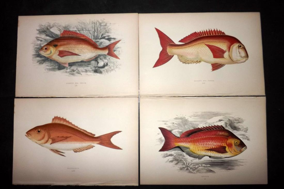 Couch, Jonathan 1877 Lot of 6 Fish Prints: Color Printed Woodblocks Published 1877, London for "A History of the Fishes of the British Islands" by Jonathan Couch. Paper Size: 9.5 x 6.5 inch (24 x 16.5cm) Good Condition