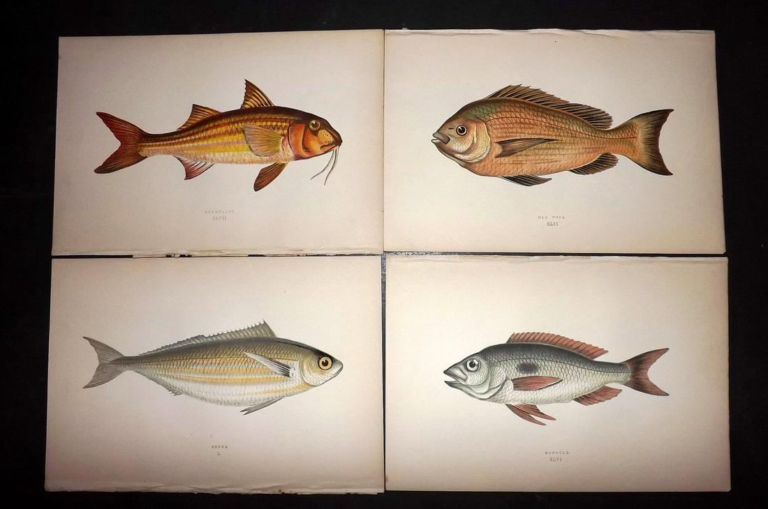 Couch, Jonathan 1877 Lot of 6 Fish Prints: Color Printed Woodblocks Published 1877, London for "A History of the Fishes of the British Islands" by Jonathan Couch. Paper Size: 9.5 x 6.5 inch (24 x 16.5cm) Good Condition