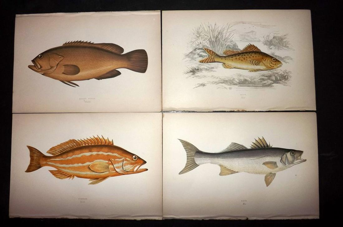 Couch, Jonathan 1877 Lot of 6 Fish Prints: Color Printed Woodblocks Published 1877, London for "A History of the Fishes of the British Islands" by Jonathan Couch. Paper Size: 9.5 x 6.5 inch (24 x 16.5cm) Good Condition