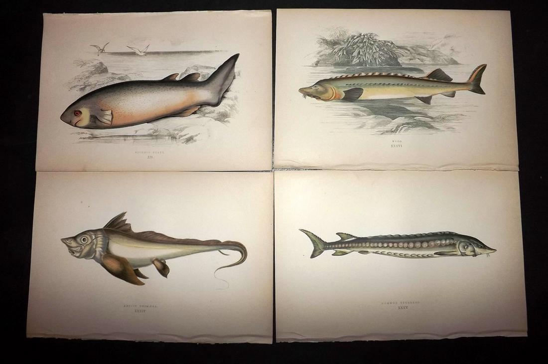 Couch, Jonathan 1877 Lot of 6 Fish Prints: Color Printed Woodblocks Published 1877, London for "A History of the Fishes of the British Islands" by Jonathan Couch. Paper Size: 9.5 x 6.5 inch (24 x 16.5cm) Good Condition