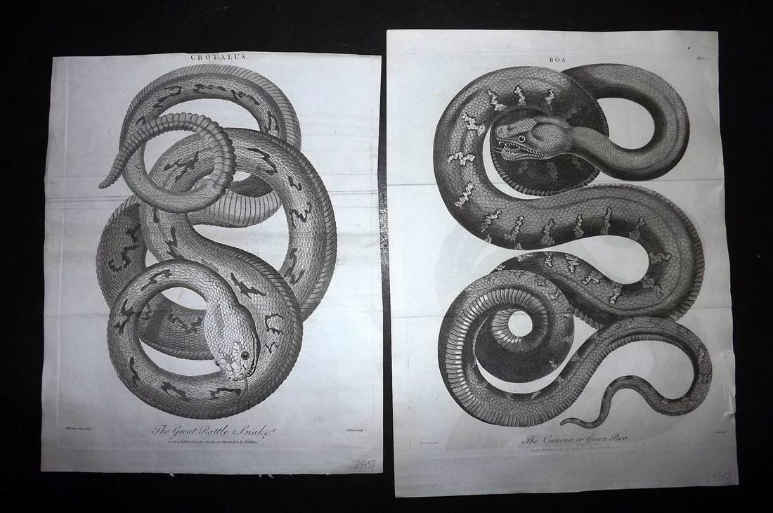 Linnaeus & Sibly C1805 Lot of 4 Snake Prints: Copper Plates Published 1794-1810, London for "A Genuine and Universal System of Natural History" by Carl Linnaeus and Ebenezer Sibly. Illustrated after George Edwards, Bloch, Knorr, Buffon, Gmelin an