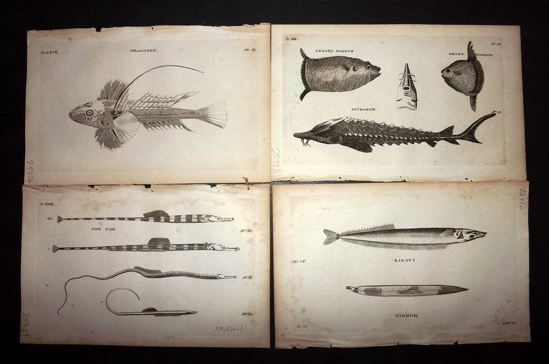 Pennant, Thomas 1776 Lot of 6 Fish Prints: Copper Plates Published 1776-77, London for "British Zoology" by Thomas Pennant. Paper Size: 8 x 5 inch (20 x 13.5cm) A couple with minor toning, otherwise good condition