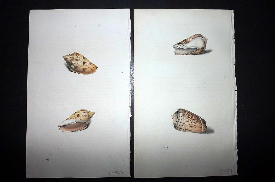 Swainson, William 1820 Pair of Hand Col Shell Prints (1 of 2)