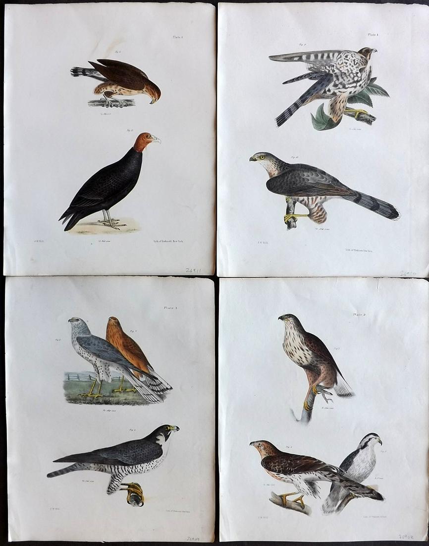 de Kay, James 1844 Lot of 4 HCol New York Bird Prints (1 of 2)