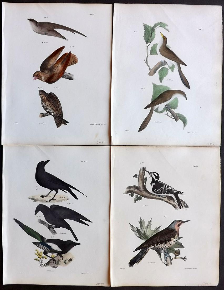 de Kay, James 1844 Lot of 4 HCol New York Bird Prints: Hand Colored Lithographs Published 1844, New York for "Zoology of New York; or, The New York Fauna" Part of the "Natural History of New York" Series by James E. de Kay. Paper Size: 11 x 9 inch (28 x 2