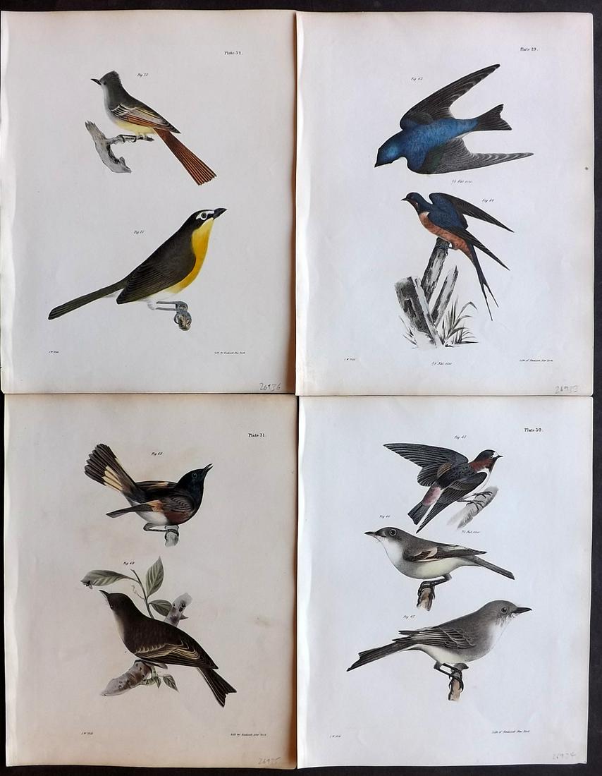 de Kay, James 1844 Lot of 4 HCol New York Bird Prints (1 of 2)