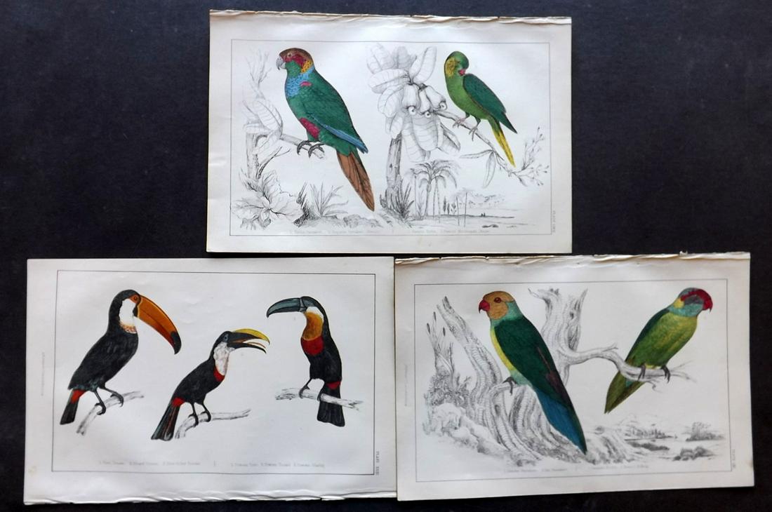 Goldsmith, Oliver 1851 Bird Prints (3) Parrot, Toucan (1 of 2)