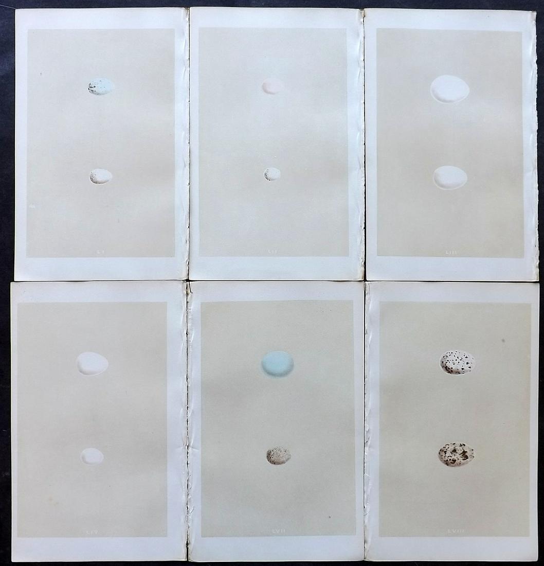 Morris, Francis 1866 Lot of 6 Bird Egg Prints: Woodblocks Published 1866, London for "A Natural History of the Nests and Eggs of British Birds" First Edition By the Rev. F. O. Morris, printed Benjamin Fawcett. Printed in colours and finished by ha