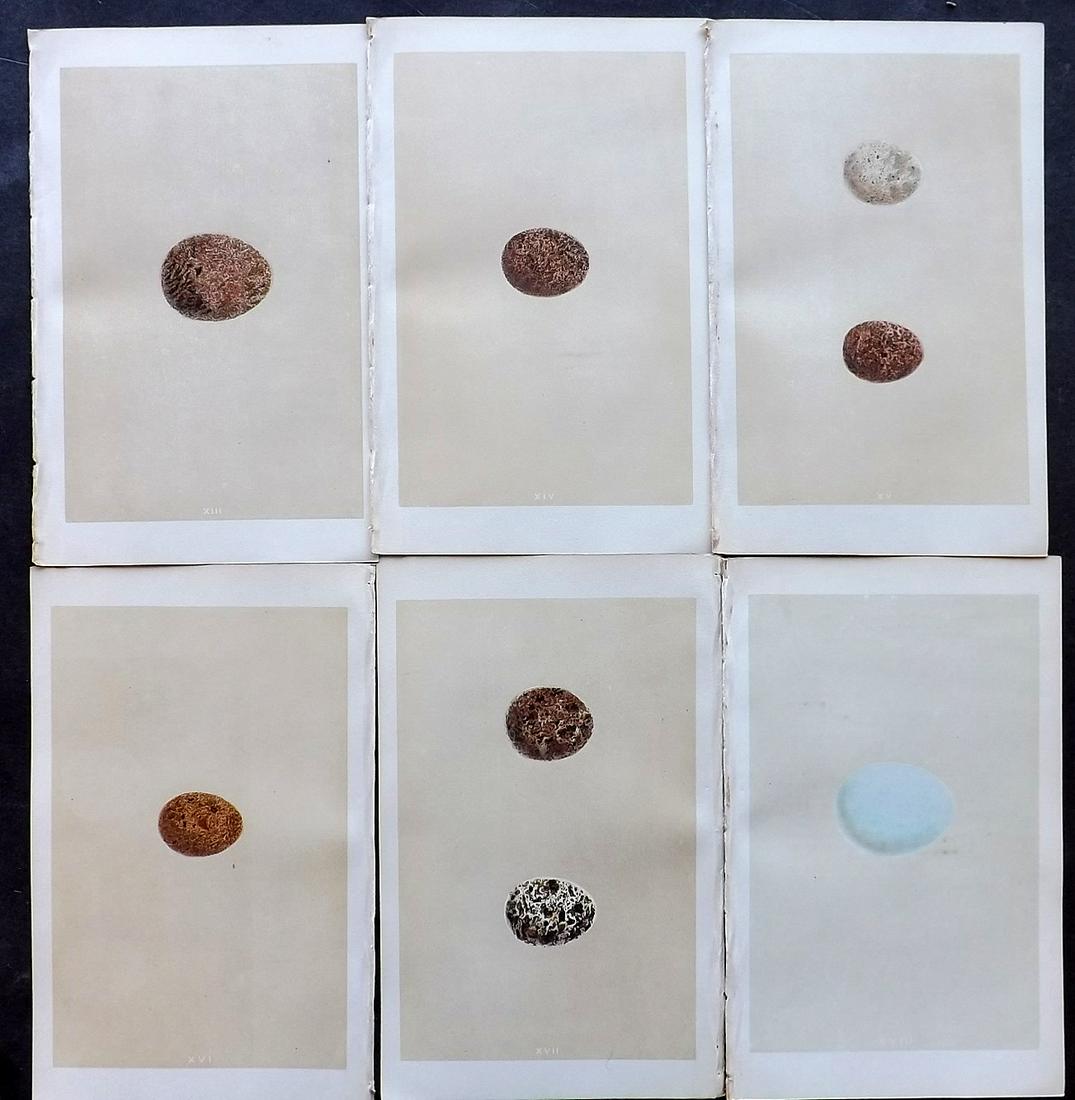 Morris, Francis 1866 Lot of 6 Bird Egg Prints: Woodblocks Published 1866, London for "A Natural History of the Nests and Eggs of British Birds" First Edition By the Rev. F. O. Morris, printed Benjamin Fawcett. Printed in colours and finished by ha