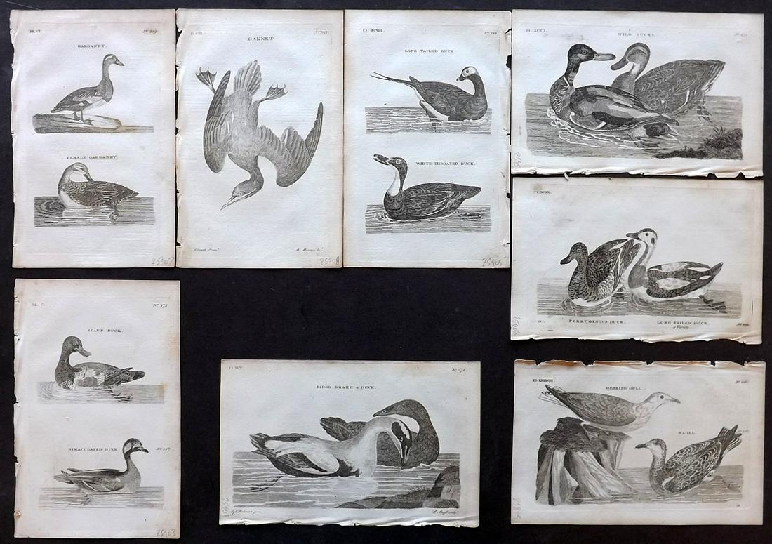 Pennant, Thomas 1776 Lot of 8 Antique Bird Prints: Copper Plates Published 1776-77, London for "British Zoology" by Thomas Pennant. Paper Size: 8 x 5 inch (20 x 13.5cm) A couple with minor toning, otherwise good condition
