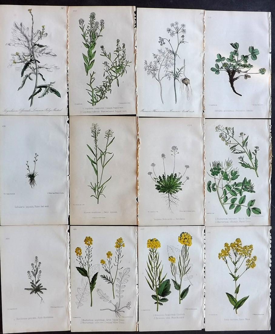 Hogg & Johnson C1870 Lot of 12 HCol Botanical Prints: Hand Coloured Lithographs Published 1863-1880, London for "The Wild Flowers of Great Britain" by Robert Hogg & George W. Johnson. Paper Size: 9 x 5.5 inch (23 x 14cm) Good Condition