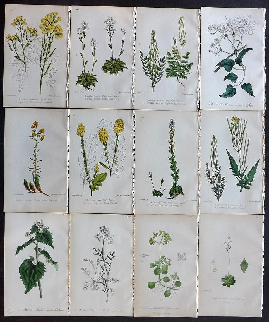Hogg & Johnson C1870 Lot of 12 HCol Botanical Prints: Hand Coloured Lithographs Published 1863-1880, London for "The Wild Flowers of Great Britain" by Robert Hogg & George W. Johnson. Paper Size: 9 x 5.5 inch (23 x 14cm) Good Condition