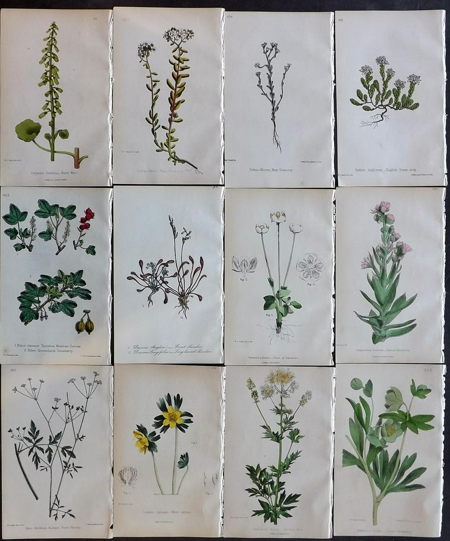 Hogg & Johnson C1870 Lot of 12 HCol Botanical Prints: Hand Coloured Lithographs Published 1863-1880, London for "The Wild Flowers of Great Britain" by Robert Hogg & George W. Johnson. Paper Size: 9 x 5.5 inch (23 x 14cm) Good Condition