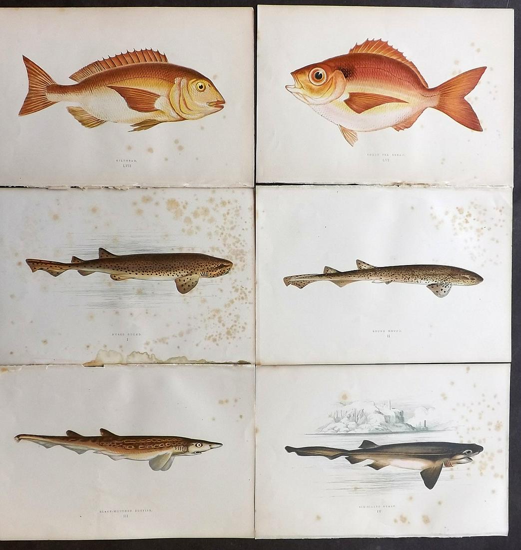Couch, Jonathan 1877 Lot of 6 Fish Prints (Toned): Color Printed Woodblocks Published 1877, London for "A History of the Fishes of the British Islands" by Jonathan Couch. Paper Size: 9.5 x 6.5 inch (24 x 16.5cm) All with heavy tone spotting