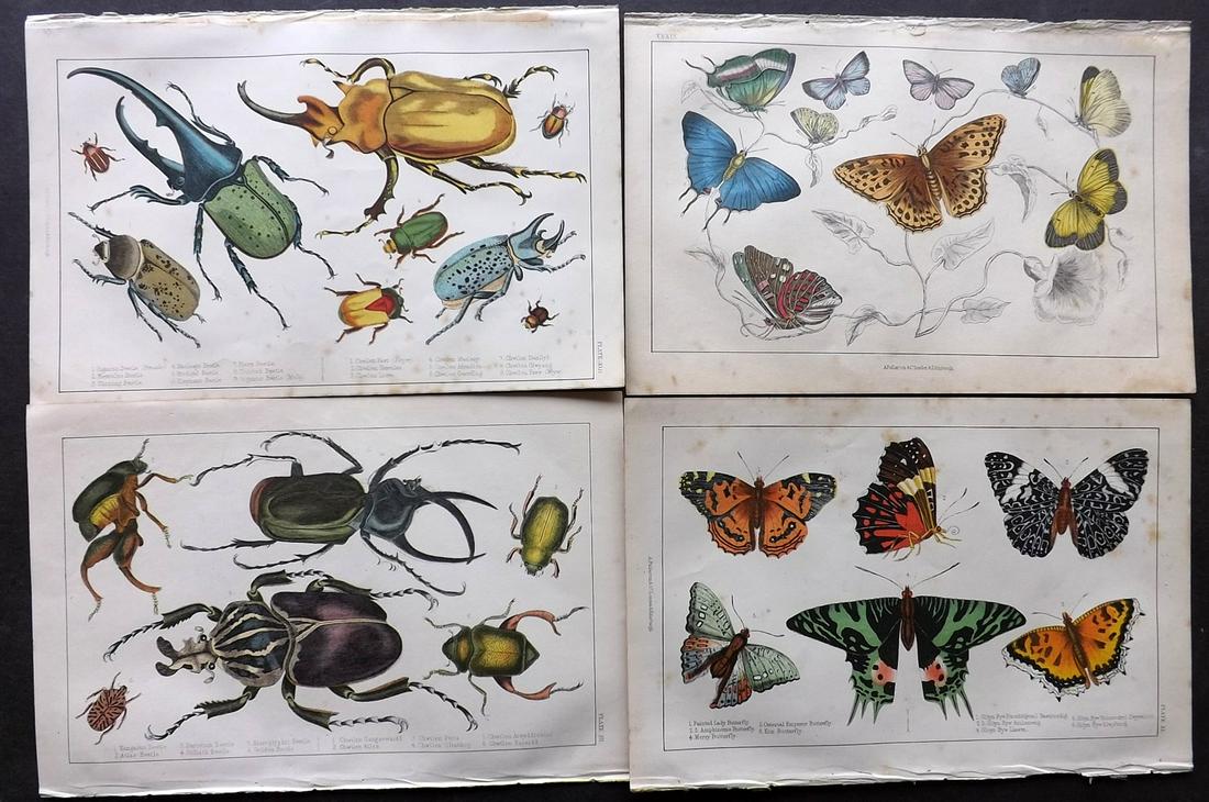 Goldsmith, Oliver 1851 Lot 4 Prints. Butterfly Insects (1 of 2)