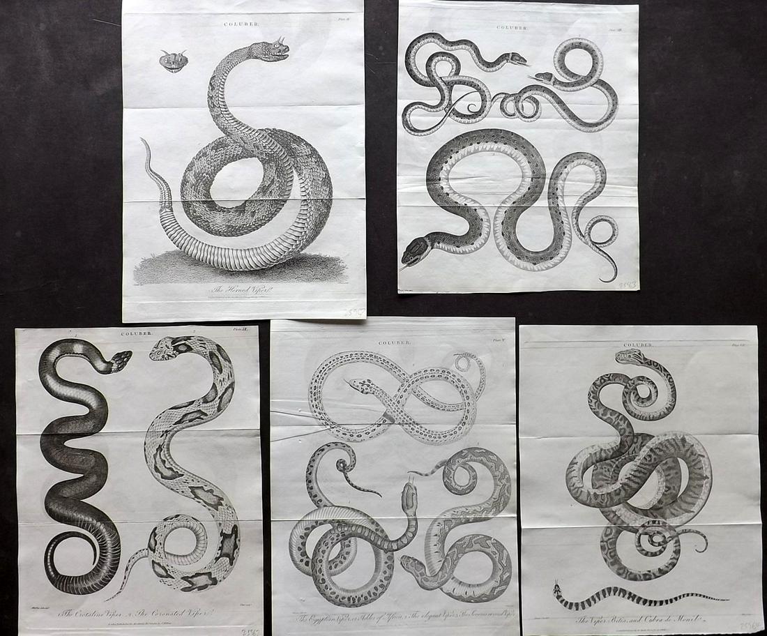 Linnaeus & Sibly C1805 Lot of 5 Snake Prints (1 of 2)