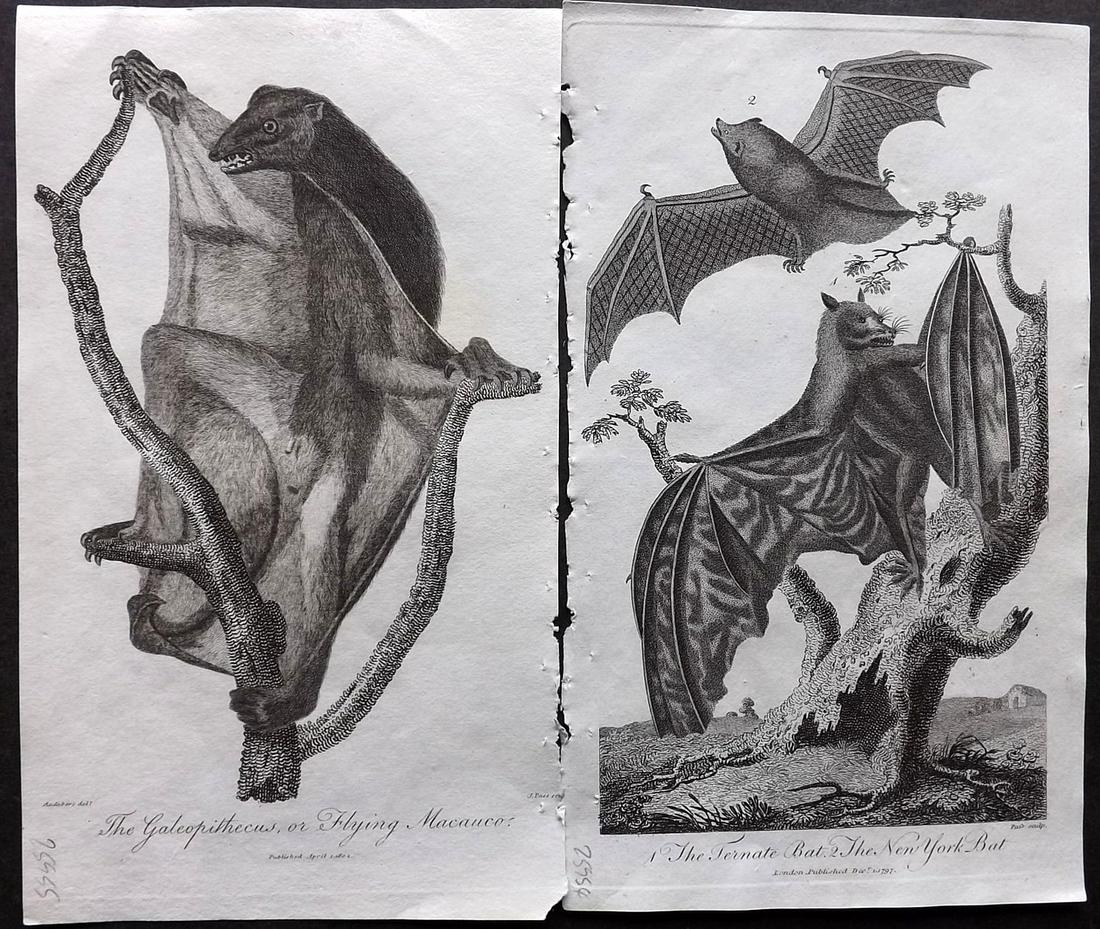 Linnaeus & Sibly C1805 Pair Prints. New York Bat, Lemur (1 of 2)