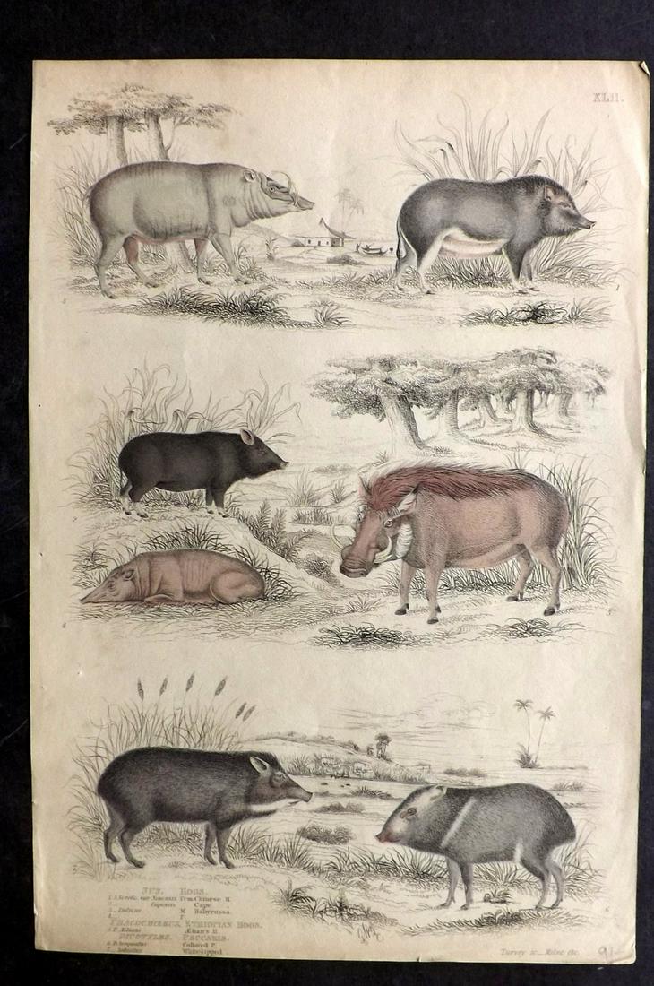MacGillivray, William 1840 HC Print. Hogs, Pigs: Folio Hand Coloured Steel Engraving with Etching Published 1835-40, Edinburgh for "The Edinburgh Journal of Natural History, and of the Physical Sciences" by William MacGillivray. Paper Size: 13.5 x 9