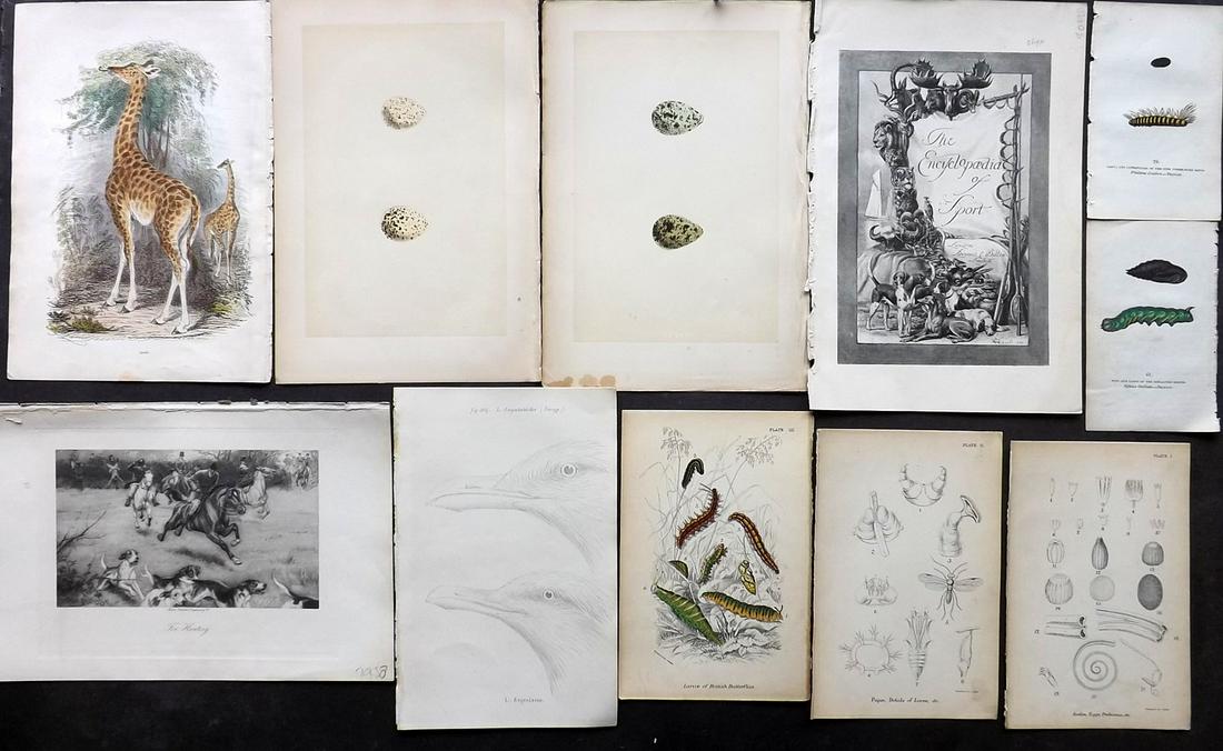 Natural History & Birds 19th Cent. Lot of 11 Prints: Woodblocks, Lithographs, and Photogravures. Examples by Aflalo, Cuvier, Captain Brown, Lloyd, and Meyer. Paper Size: Up to 10.5 x 7 inch (27 x 18cm) Good Condition