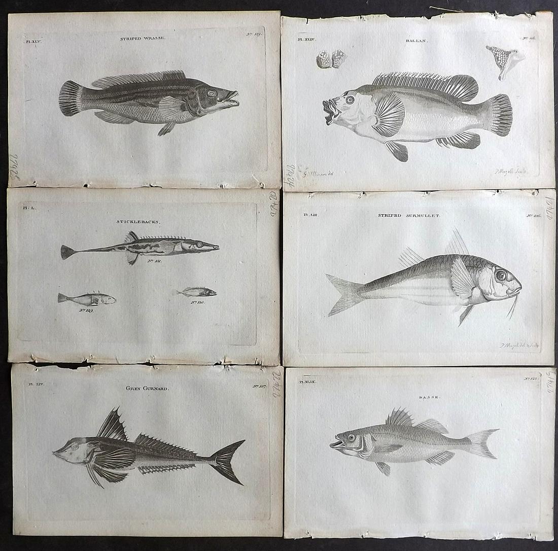 Pennant, Thomas 1776 Lot of 6 Antique Fish Prints: Copper Plates Published 1776-77, London for "British Zoology" by Thomas Pennant. Paper Size: 8 x 5 inch (20 x 13.5cm) Good Condition