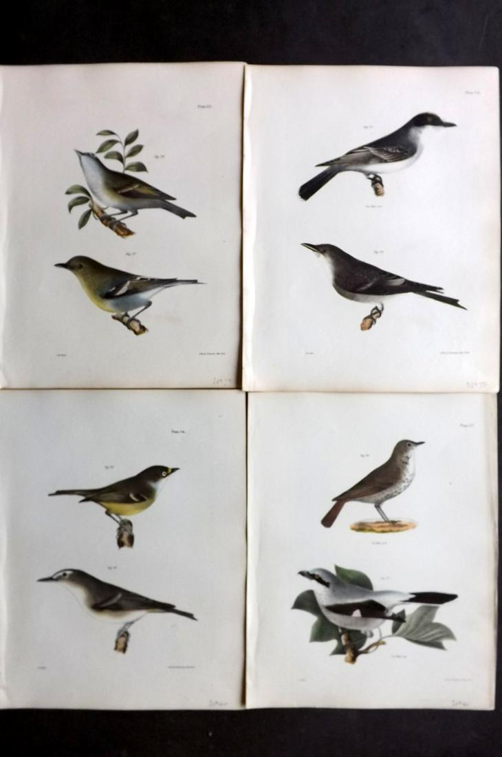de Kay, James 1844 Lot of 4 HCol New York Bird Prints: Hand Colored Lithographs Published 1844, New York for "Zoology of New York; or, The New York Fauna" Part of the "Natural History of New York" Series by James E. de Kay. Paper Size: 11 x 9 inch (28 x 2